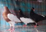 Magpie Pigeon