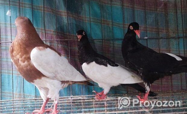 Magpie Pigeon