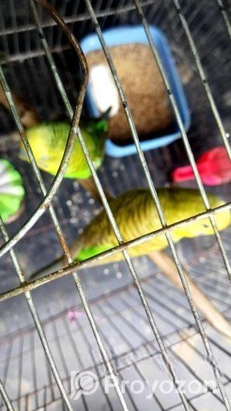 খাচাসহ বাজরিগার পাখি বিক্রি করা হবে