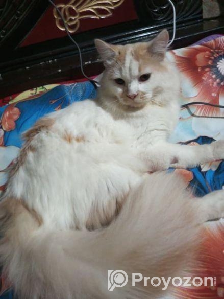 পার্সিয়ান বিড়াল