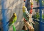 Budgie Bird