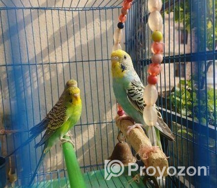 Budgie Bird