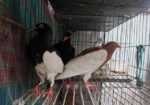 Magpie Pigeon