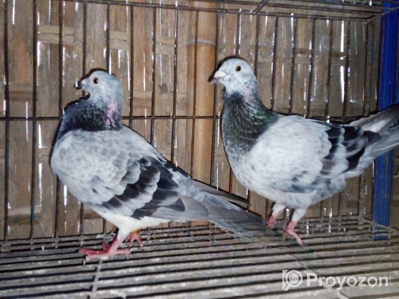 কিছু ফেন্সি কবুতর বিক্রি হবে