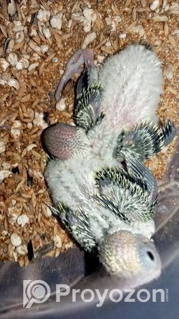 বাজরিগার পাখির বাচ্চা