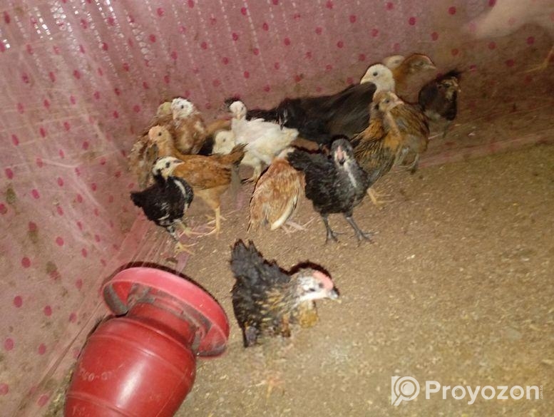 দেশি মুরগির বাচ্চা