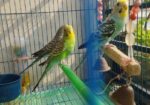 Budgie Bird