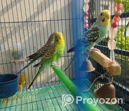 Budgie Bird