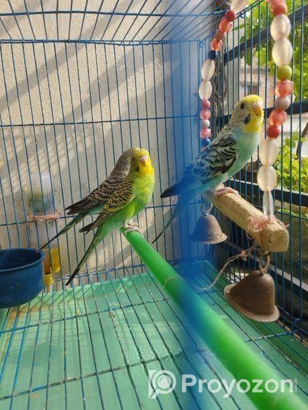 Budgie Bird