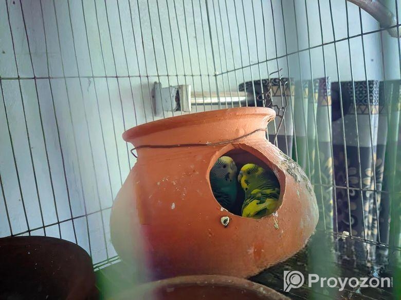 দুইটা বাজরিকা পাখি ডিম সহ ফুল সেটাপ বিক্রি করা হবে