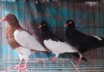 Magpie Pigeon