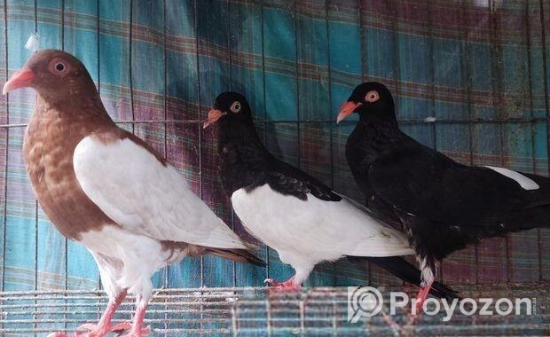 Magpie Pigeon