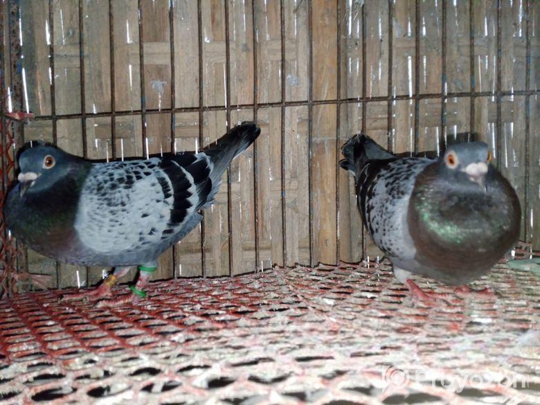 কিছু ফেন্সি কবুতর বিক্রি হবে