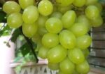 মিষ্টি আঙুর চারা