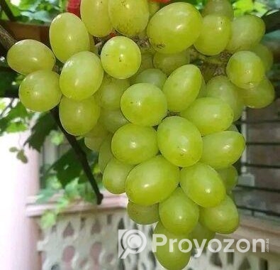 মিষ্টি আঙুর চারা