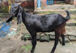 দেশি ছাগল