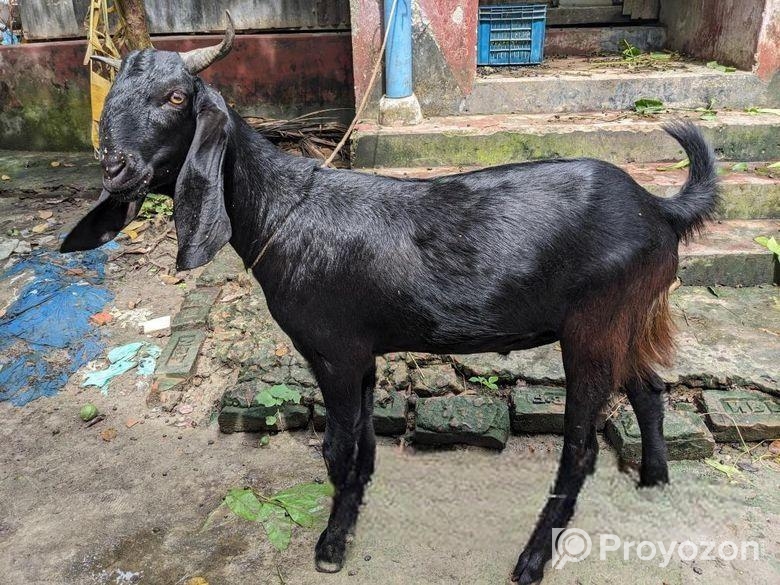 দেশি ছাগল