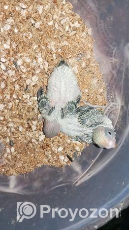 বাজরিগার পাখির বাচ্চা