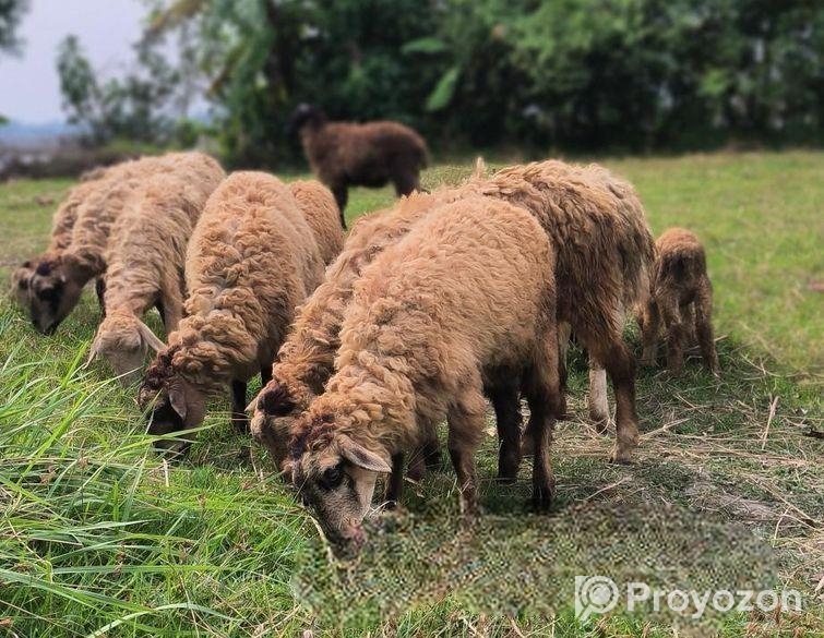 নিজ খামারের দেশি ভেড়া বিক্রি হবে