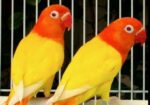 100% breeding pair lutino opaline fisher