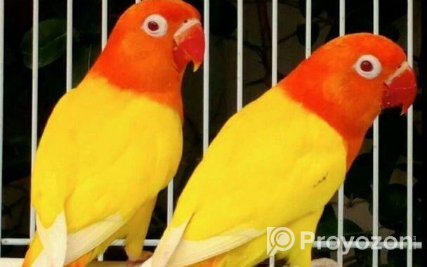 100% breeding pair lutino opaline fisher