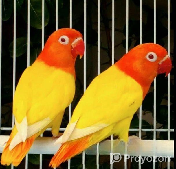 100% breeding pair lutino opaline fisher