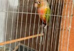 Pineapple Conure , Love Bird, Cockatiel
