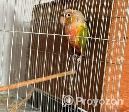 Pineapple Conure , Love Bird, Cockatiel