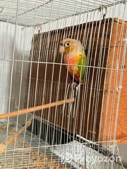 Pineapple Conure , Love Bird, Cockatiel