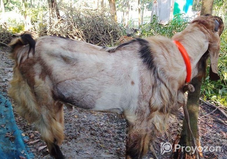 পাঠা ছাগল বিক্রয়