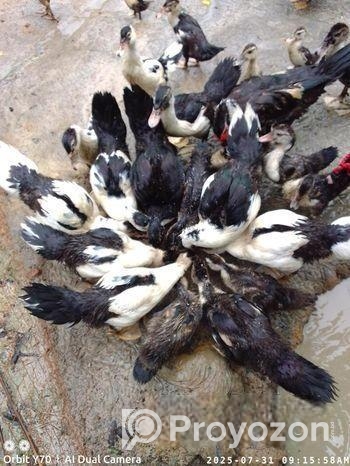 ৪০ টা চিনা হাস