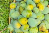 হিম সাগর আম