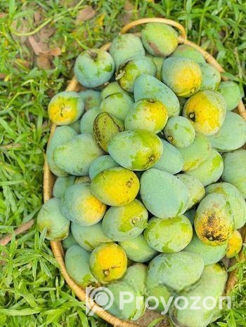 হিম সাগর আম