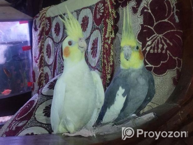 cokatel Pakhi sale
