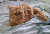 Persian Female Cat