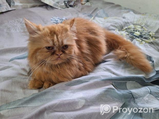 Persian Female Cat