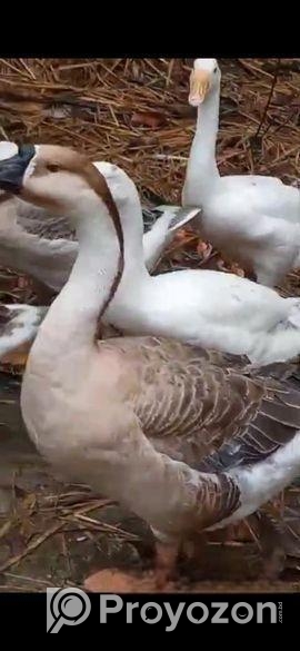 রাজ হাঁস বিক্রি হবে