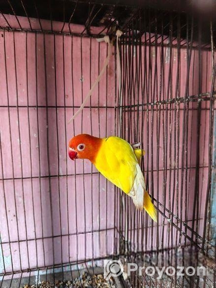 লাভ বার্ড বিক্রি হবে