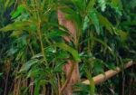 আম গাছের মাতৃ কলম চারা