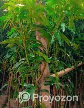 আম গাছের মাতৃ কলম চারা
