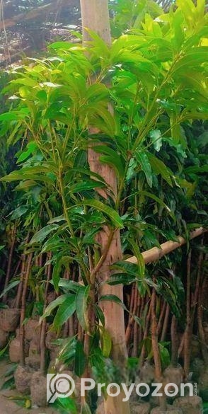 আম গাছের মাতৃ কলম চারা