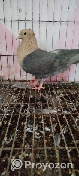 সোয়া চন্দন কবুতর