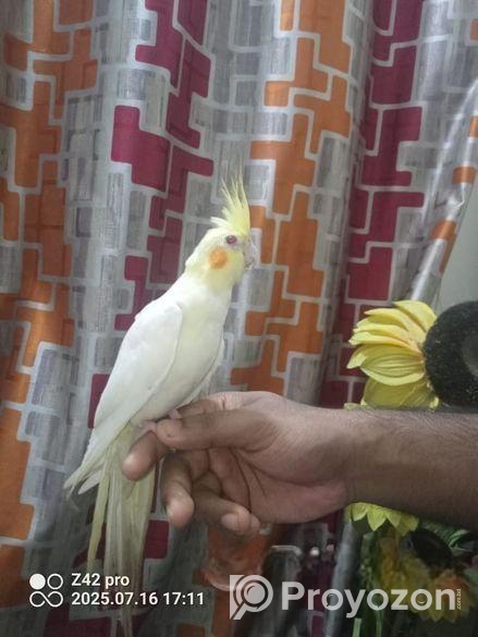 টেম করা ককাটেল পাখি