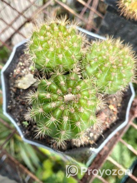 কেকটাস,পাতাবাহার,ইনডোর প্ল্যান্ট পাওয়া যায়