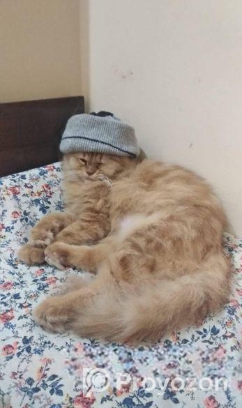 প্রেগনেন্ট পার্সিয়ান