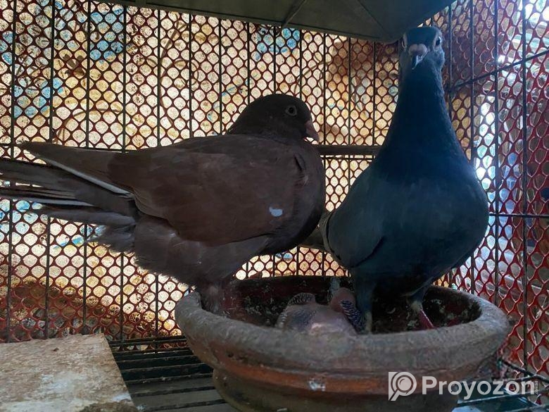 ৫ জোড়া কবুতর,খাচাসহ ফুল সেটাপ