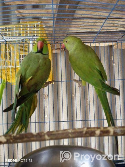 ইন্ডিয়ান রিংনেক টিয়া পাখি সেল হবে