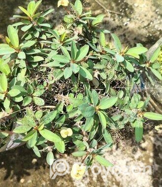 কাটামুকুট গাছ