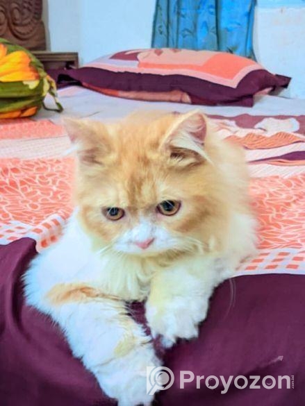 Persian Cat