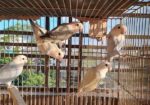 Love Bird